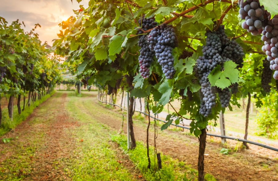 ARACAJU E A ROTA DOS VINHOS NO VALE DO SÃO FRANCISCO