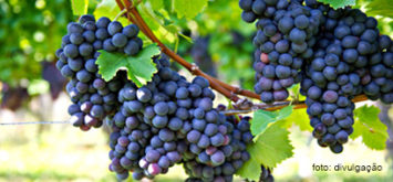 ROTA DOS VINHOS