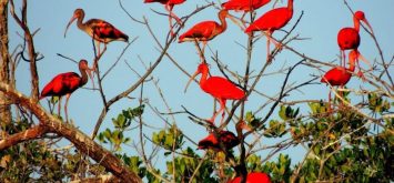 ROTA REVOADA DOS GUARÁS – CAMOCIM, LUÍS CORREIA E PARNAÍBA (PI)