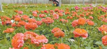 ROTA DAS FLORES – GUARACIABA DO NORTE, UBAJARA E SÃO BENEDITO (CE)