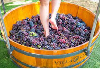 ROTA DOS VINHOS – JUAZEIRO (BA), PETROLINA E LAGOA GRANDE (PE)